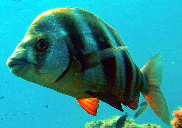 Diplodus cervinus_03.jpg